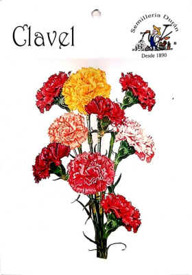 Semillas De Clavel Flores