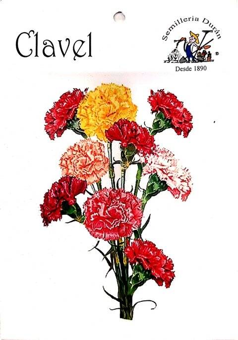 Semillas De Clavel Flores