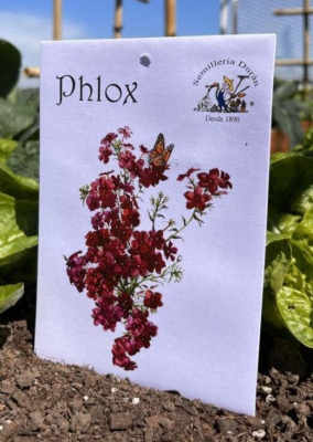 Semillas De Flores Phlox