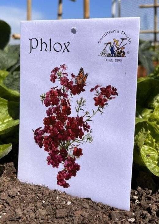 Semillas De Flores Phlox