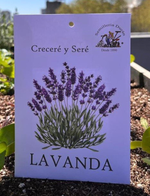 Semillas De Lavanda