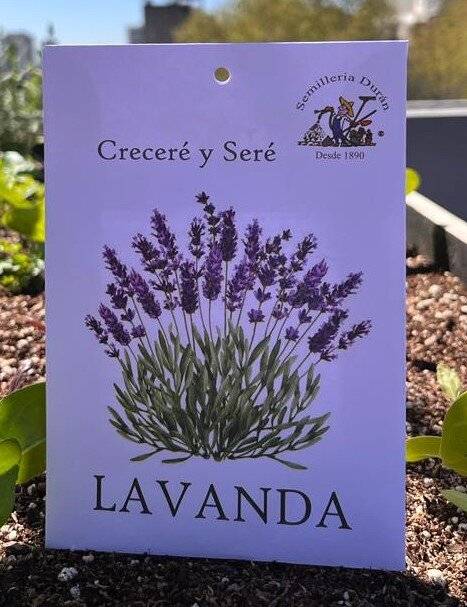 Semillas De Lavanda