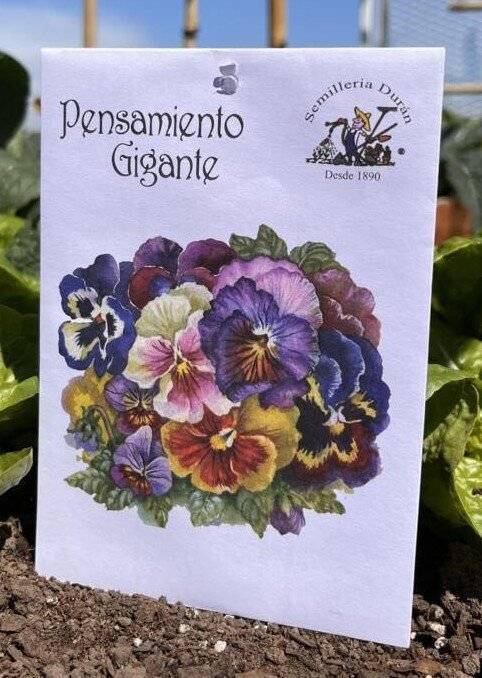 Semillas De Pensamiento Gigante Flor